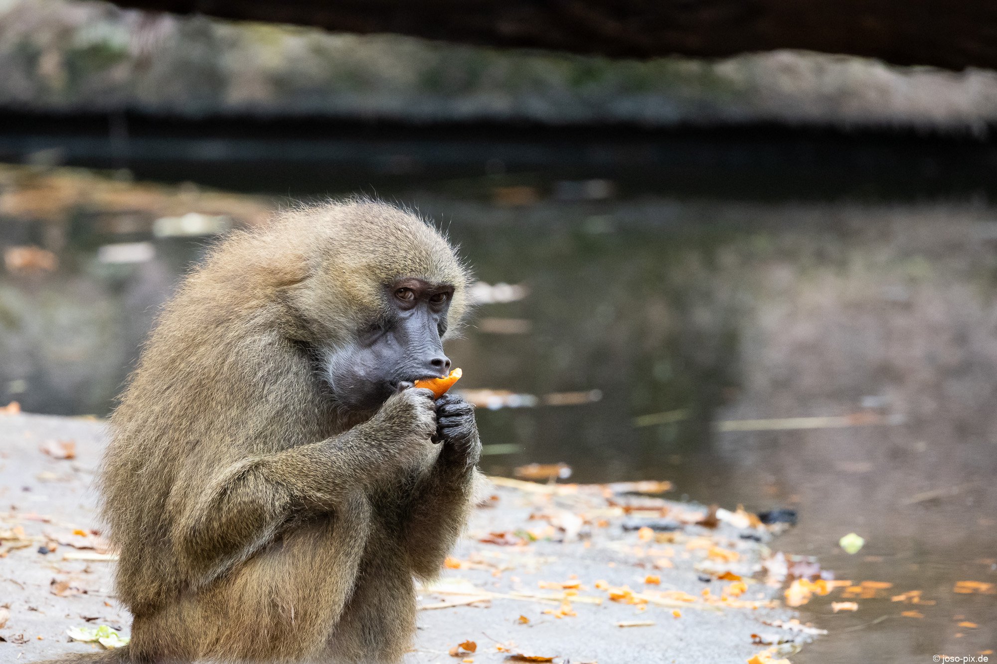 monkey with carrot